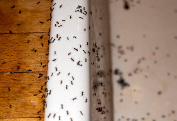 Best Pest Control Near Me  in Tilton Northfield, NH